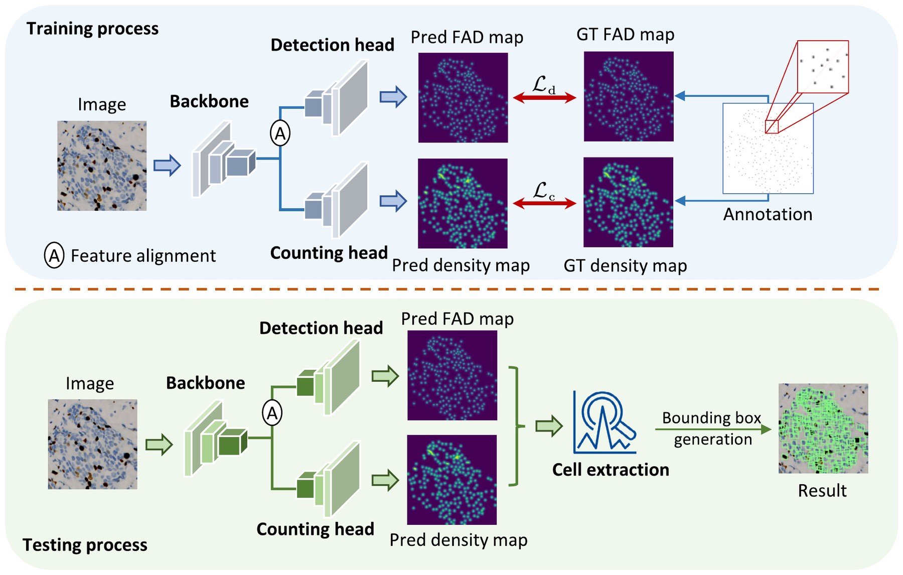 Feature-aligned cell detection pipeline for heterogeneous microscopic images (R. Liu et al., IEEE T-ASE, 2026).